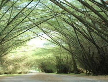 Lancetilla Botanical Garden